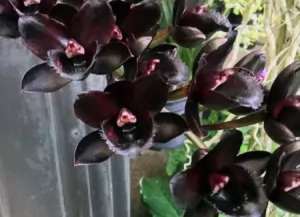 Mengungkap Keindahan Bunga Anggrek Hitam yang Mempesona Dunia